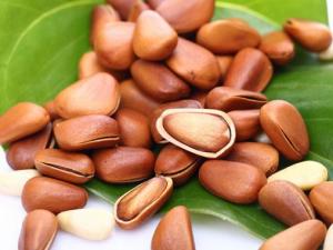 松子的功效與作用-松子的營養價值