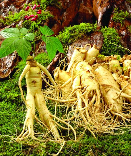 人參的功效與作用-吃人參有什么好處