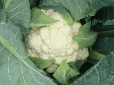 ��Ҭ�˵ĠI�B�rֵ-��Ҭ�˵Ĺ�Ч�c����