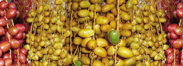 Ҭ���Ĺ�Ч-ʳ��Ҭ����ע�����