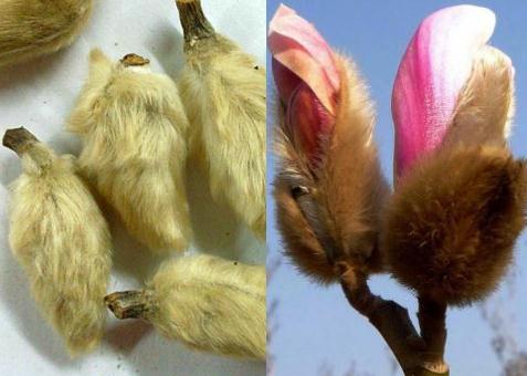 辛夷花的功效與作用-辛夷花的食用方法-辛夷花的藥用價值