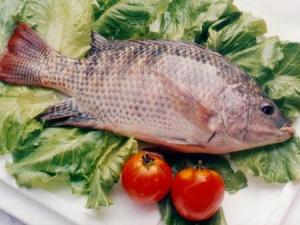 吃魚肉的營養價值高:吃帶魚可保持皮膚濕潤彈性