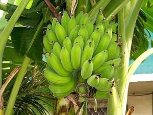 吃芭蕉有什么好處?芭蕉的功效與作用