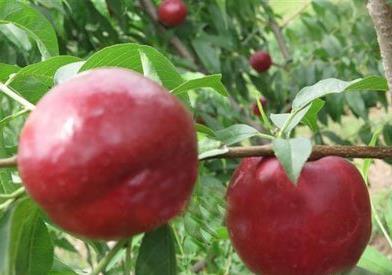 吃黑桃有什么好處?黑桃皇后的功效與作用