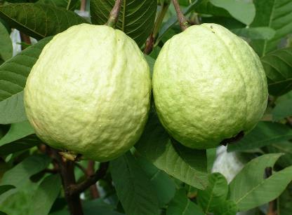 吃番石榴有什么好處?番石榴的功效與作用