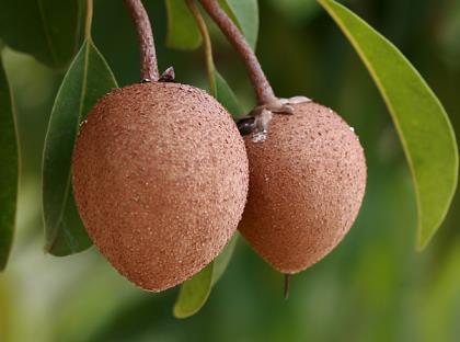 ���Ĺ���ô�ԣ����Ĺ��Ĺ�Ч�c���àI�B�ɷ�