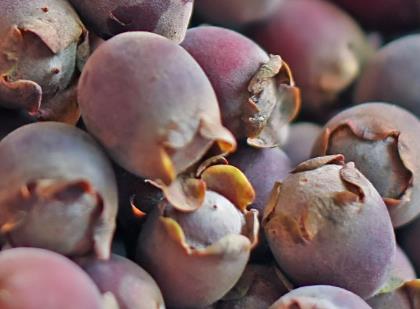 桃金娘是什么水果?桃金娘的功效與作用