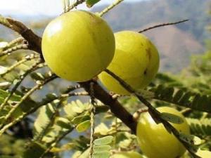 油甘子(牛甘果)的營養價值、功效與作用