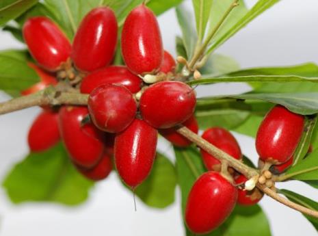 吃神秘果有什么好處?神秘果的功效與作用