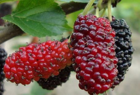 桑葚的營養(yǎng)價(jià)值、功效與作用及食用禁忌