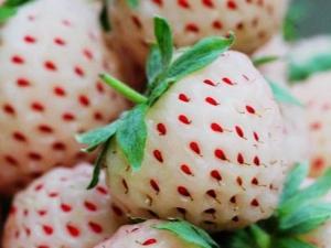 菠蘿莓的營養(yǎng)價值、功效與作用、食用禁忌