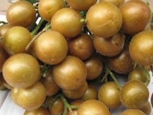 黃皮果的營養價值-黃皮果的功效與作用