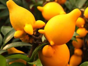 黃金果的營養價值-黃金果的功效與作用