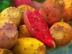 仙人掌果的營養(yǎng)價(jià)值-仙人掌果的功效與作用