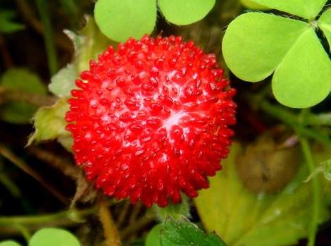 蛇莓的營(yíng)養(yǎng)價(jià)值-蛇莓的功效與作用