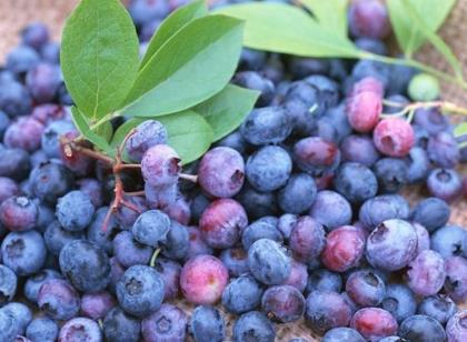 藍靛果的營養(yǎng)價值-藍靛果的功效與作用