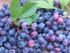藍靛果的營養價值-藍靛果的功效與作用