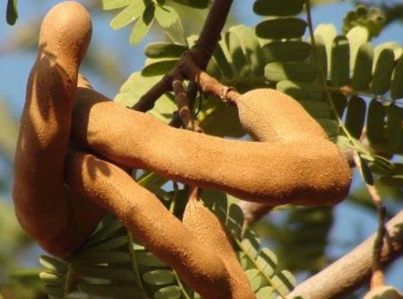 ��ǵĠI(y��ng)�B(y��ng)�r(ji��)ֵ-��ǵĹ�Ч�c����