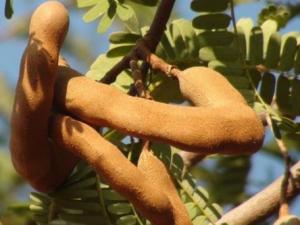 酸角的營養價值-酸角的功效與作用