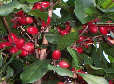 ���ع��ĠI�B(y��ng)�r(ji��)ֵ-���ع��Ĺ�Ч�c����