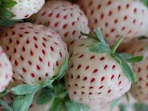 菠蘿莓的營養(yǎng)價(jià)值-菠蘿莓的功效與作用