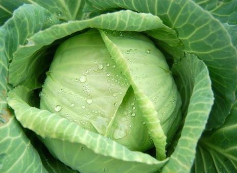 ���Ĳ˵ĠI�B�rֵ-���Ĳ˵Ĺ�Ч�c����