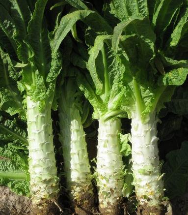 萵筍的營養價值-萵筍的功效與作用