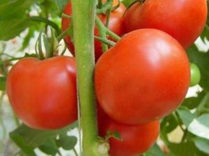 西紅柿的營養(yǎng)價(jià)值-西紅柿的功效與作用