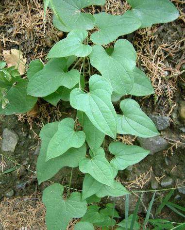 淮山的營養(yǎng)價(jià)值-淮山的功效與作用