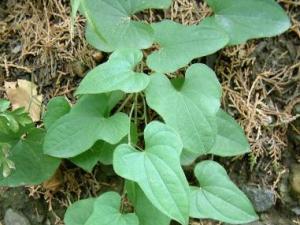 淮山的營養價值-淮山的功效與作用