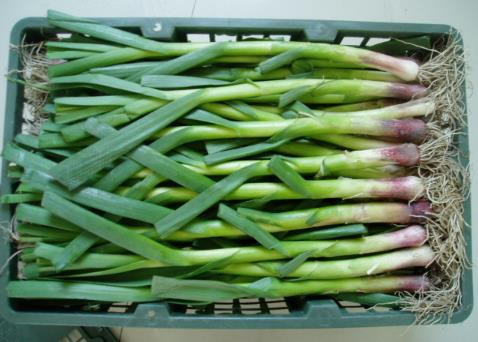 蒜苗怎么做好吃?蒜苗的營養價值、功效與作用