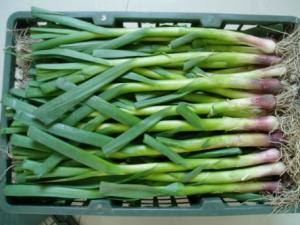 蒜苗怎么做好吃？蒜苗的營(yíng)養(yǎng)價(jià)值、功效與作用