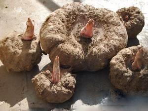 魔芋的營養價值-魔芋的功效與作用