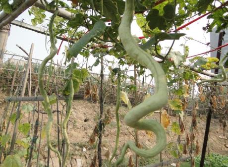 蛇瓜的營養(yǎng)價值-蛇瓜的功效與作用