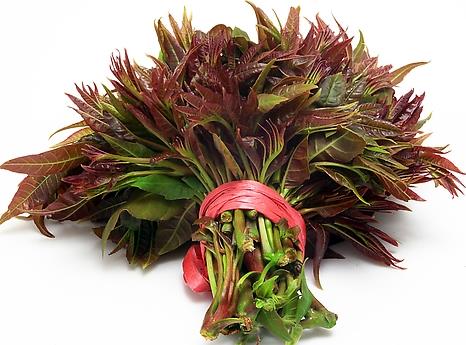 吃香椿好嗎?香椿的營養價值