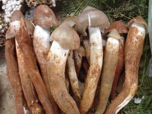 雞樅菌的營養價值-雞樅菌的功效與作用