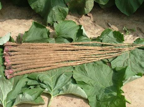 吃牛蒡好嗎?牛蒡的營養價值、功效與作用