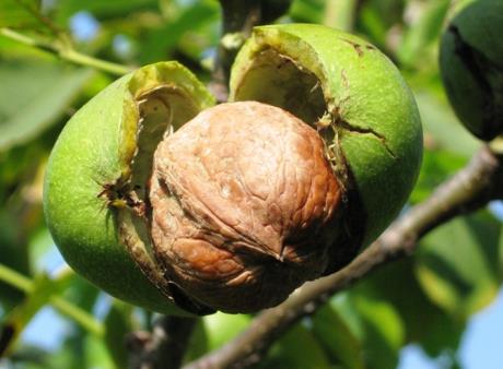 吃核桃有什么好處?核桃的營養價值、功效與作用