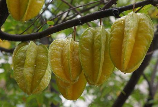 吃楊桃有什么好處?楊桃怎么吃?楊桃的功效與作用