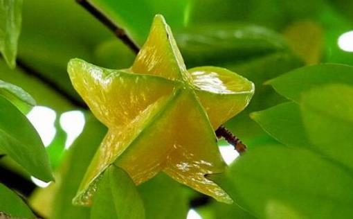 楊桃的功效與作用-楊桃的營養價值