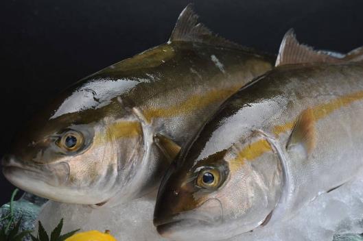 鰱魚——溫中益氣