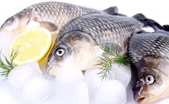 鯉魚——健脾開胃