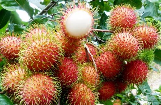 紅毛丹的營養價值-紅毛丹的功效與作用