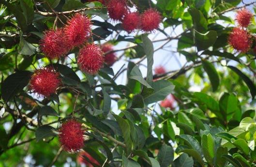 紅毛丹的營養價值-紅毛丹的功效與作用