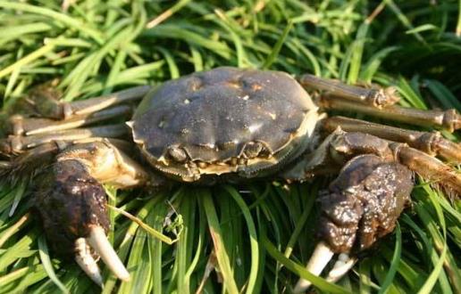 螃蟹的營養價值,螃蟹怎么吃,吃螃蟹的禁忌