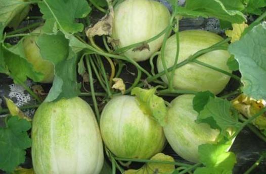 甜瓜的功效與作用-甜瓜的種植技術