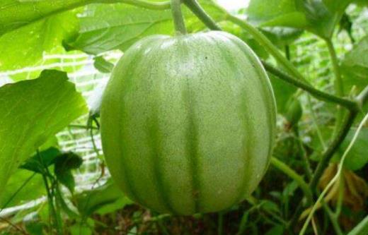 甜瓜的功效與作用-甜瓜的種植技術