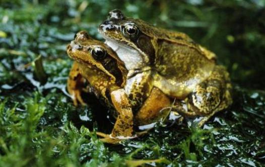 中國林蛙(雪蛤)的功效與作用 林蛙油的功效與作用及食用方法