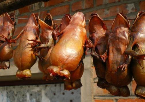 中國林蛙(雪蛤)的功效與作用 林蛙油的功效與作用及食用方法