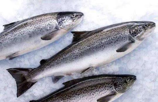 三文魚的營養價值 三文魚怎么吃 三文魚的功效與作用 孕婦能吃嗎